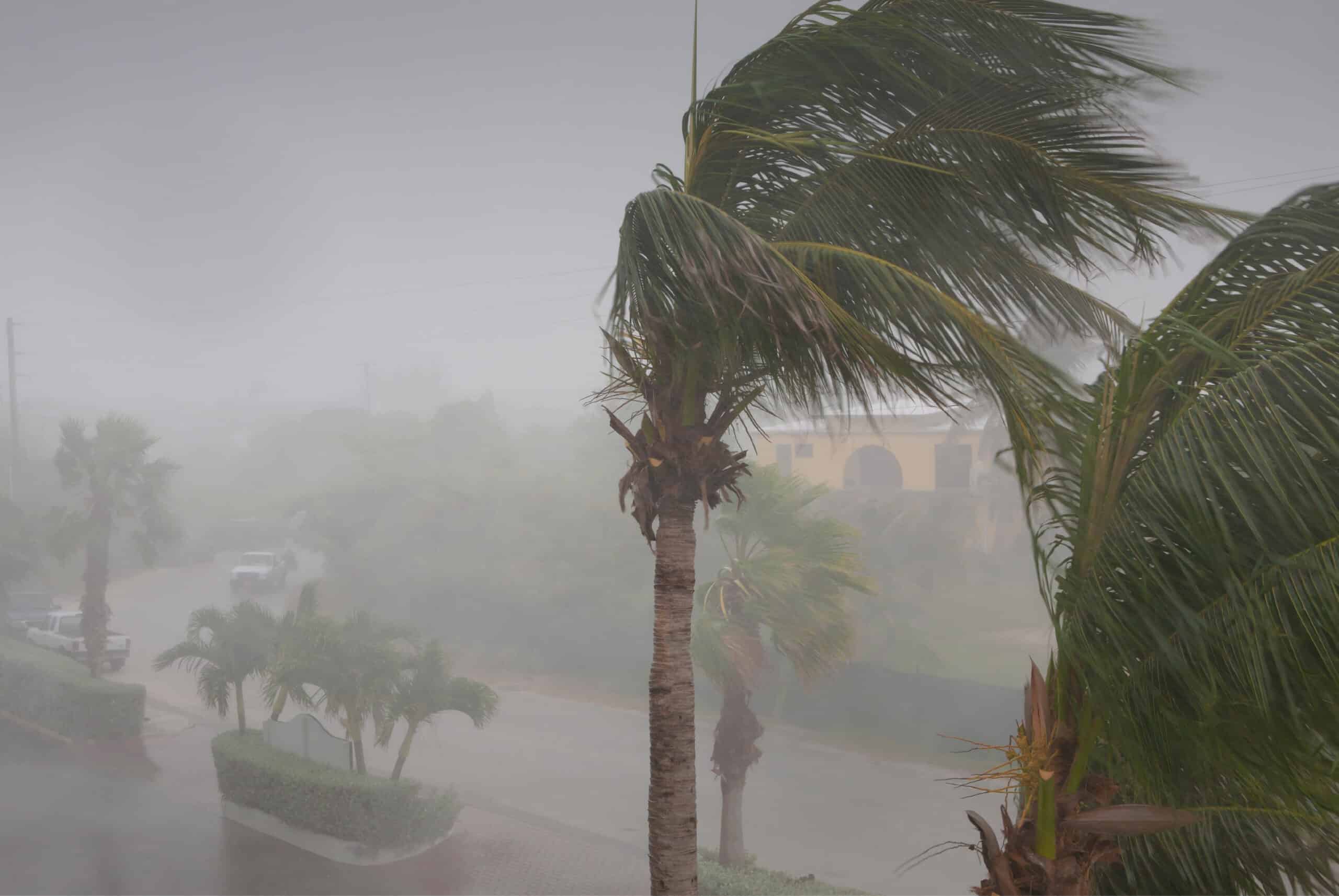 Palm trees bending in strong wind during a heavy rainstorm along a residential street with minimal visibility demonstrate the importance of Hurricane Protection and Impact Windows.